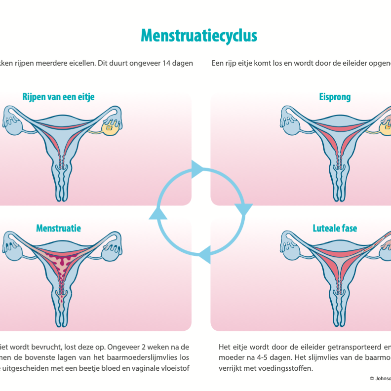 Academie correct knuffel Cyclus en menstruatie | Voorlichtingsles